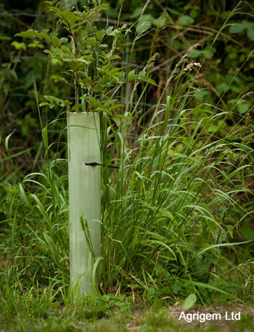 weeds trees around tail whippet weed mares killer gloves kill horse impact shows below