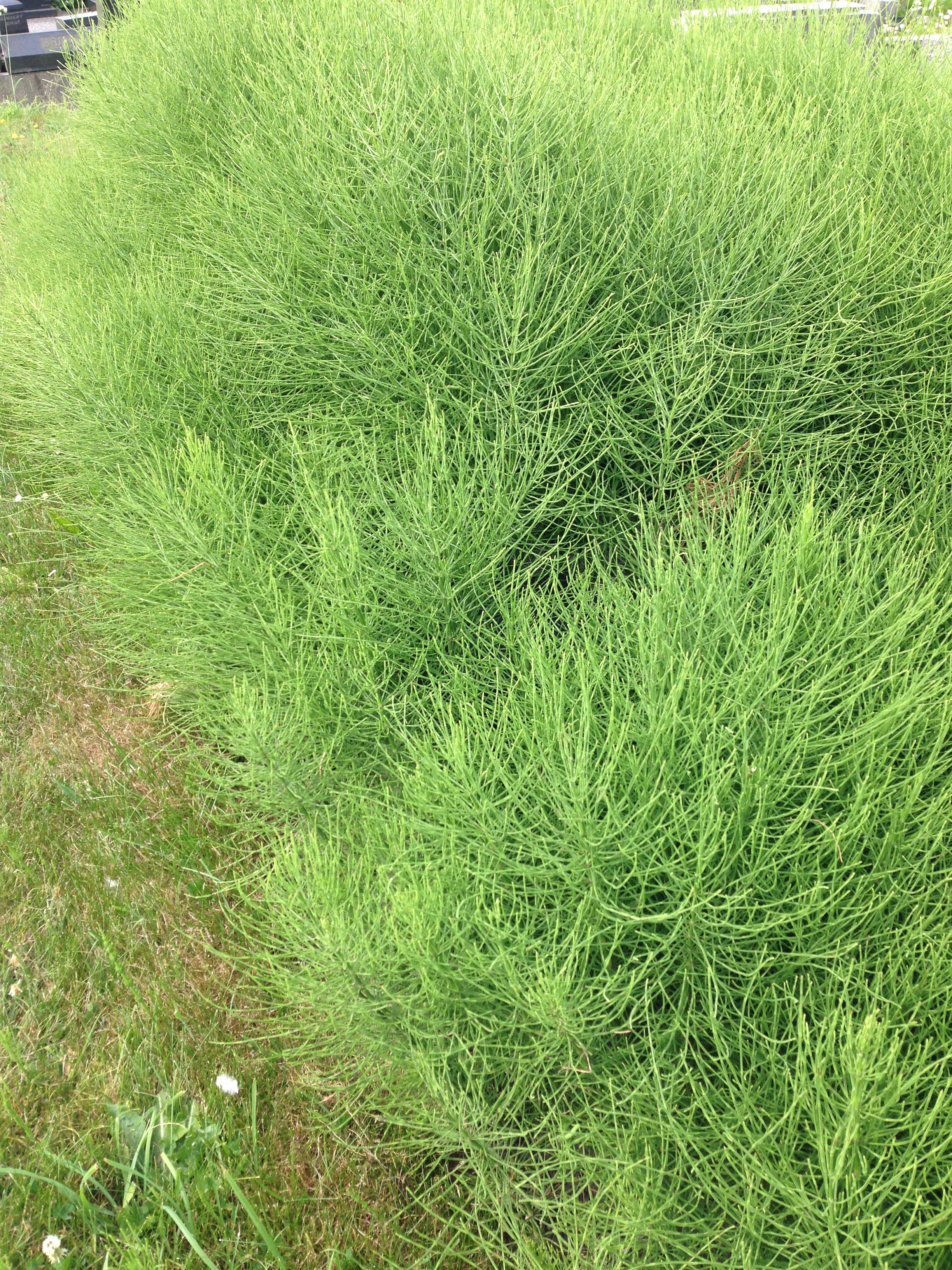 Whippet Horse Tail Killer 500ml