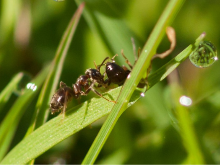 How To Control Ants In Your Lawn 