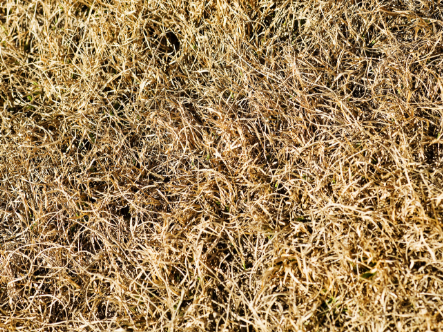 Why Is My Lawn Turning Brown? 