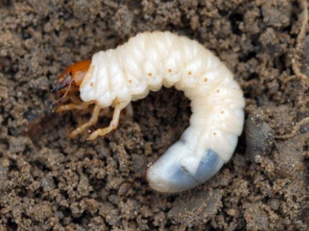 How To Control Chafer Grubs & Leather Jackets 