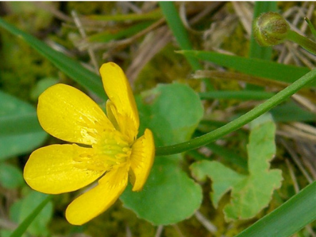 Creeping Buttercup 