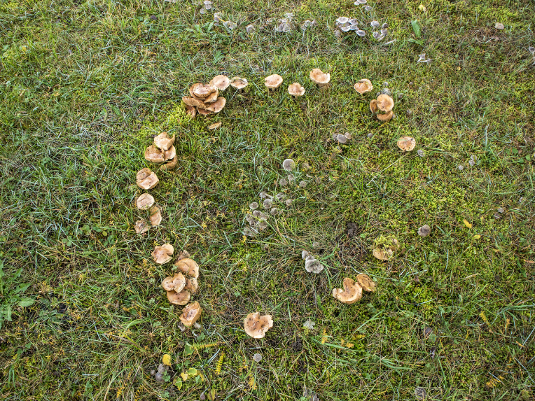 Fairy Ring