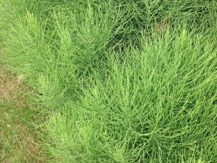 Image of Horsetail weed