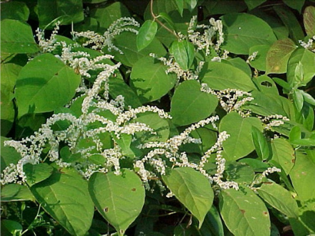 Japanese Knotweed Japanese Knotweed