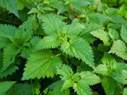 How To Remove Paddock Nettles 