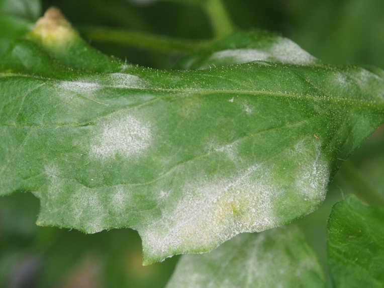 Powdery Mildew
