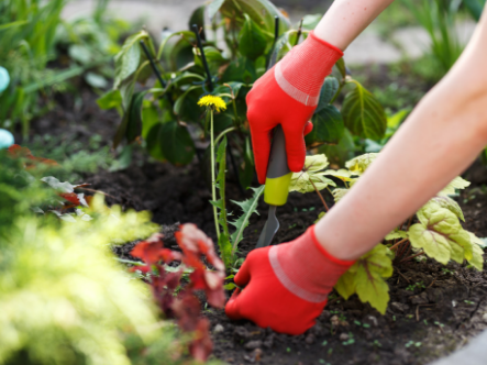 Image of Rake being used to remove weeds from a garden bed