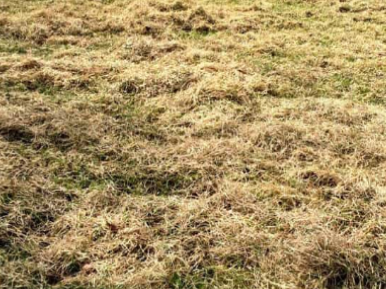 How To Remove Thatch From A Lawn
