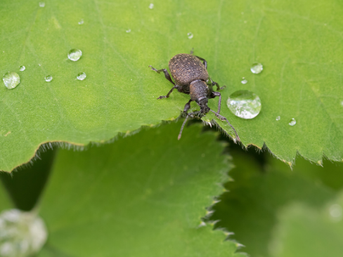 How To Control Vine Weevil 