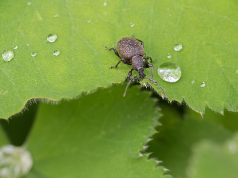 Nemasys Vine Weevil Killer