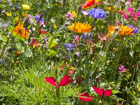 How To Create A Wildflower Meadow 