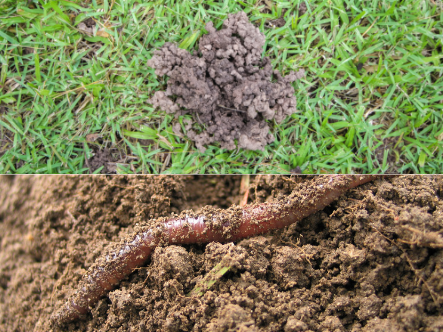 How To Get Rid Of Worm Casts 