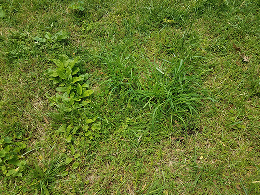 How To Remove Moss & Weeds From Your Lawn