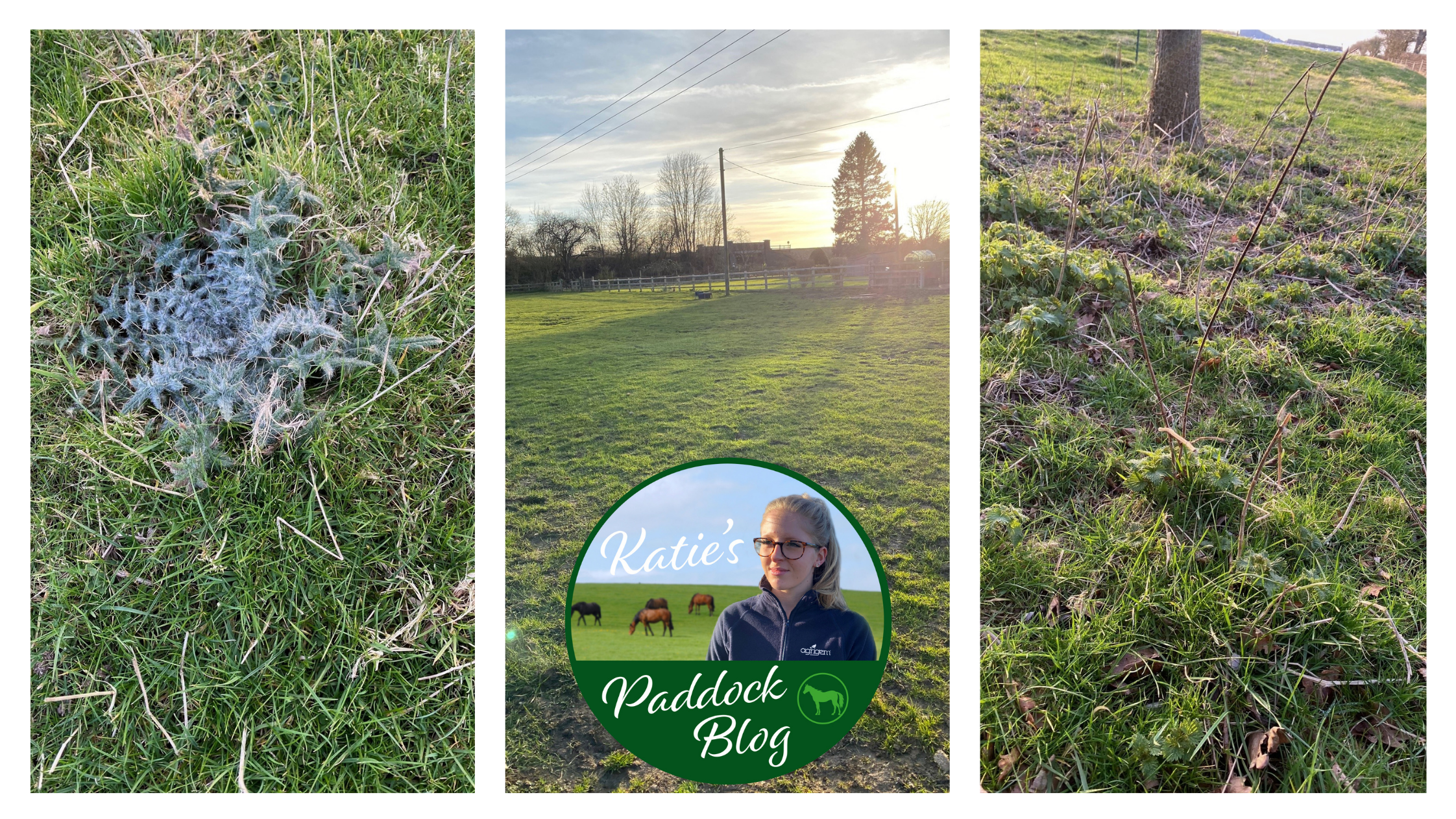 Treating Weeds In Your Paddock 