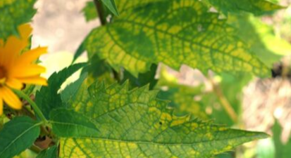 Nutrient Deficiency