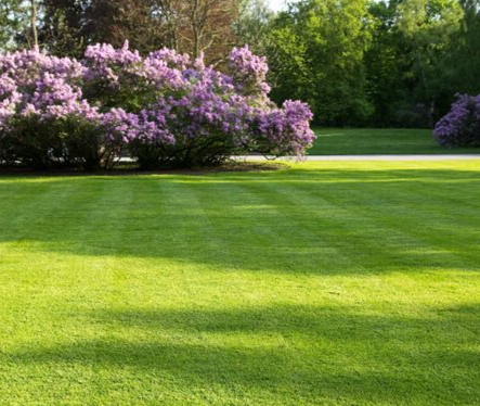 Lawn Grass Seed