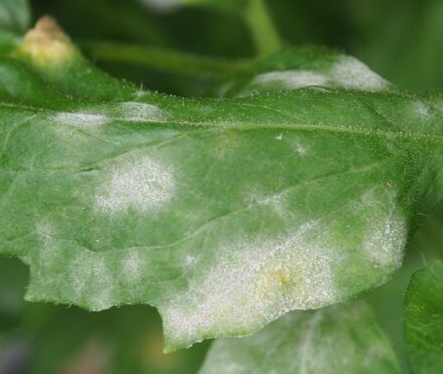 Fungicides