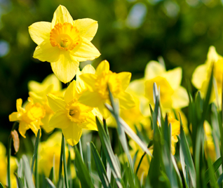 Spring Fertilisers
