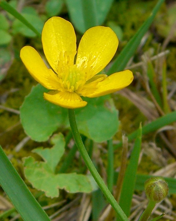 creeping buttercup creeping buttercup