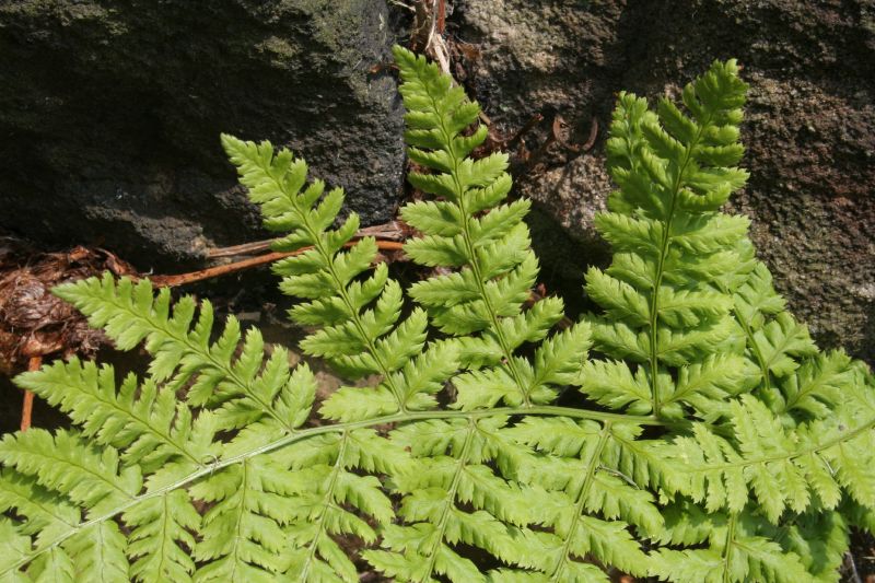 Bracken Weed Control
