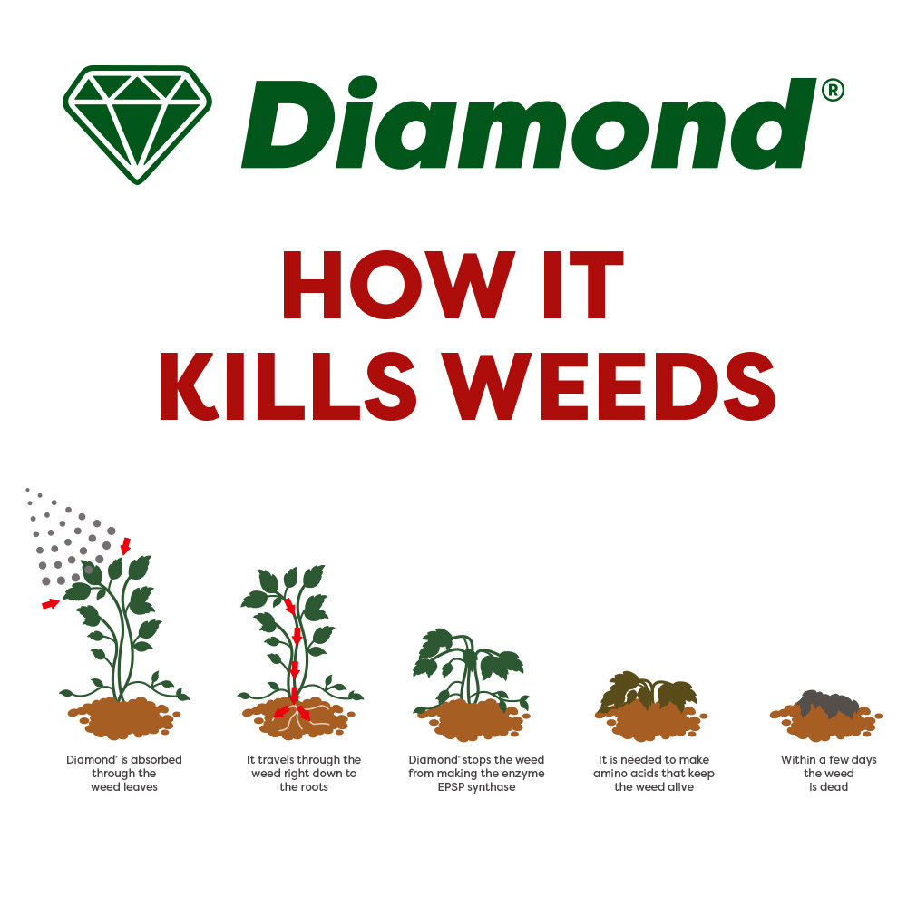 https://www.agrigem.co.uk/media/catalog/product/cache/1/image/1800x/040ec09b1e35df139433887a97daa66f/d/i/diamond-how-it-kills-weeds.jpg