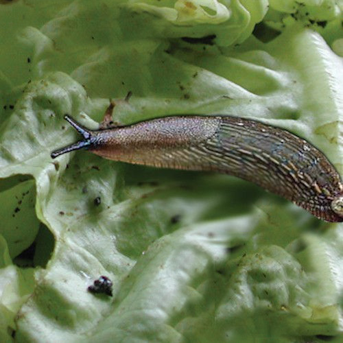 NemaSLUG Slug Killer Natural