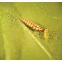 Lacewig Larvae Aphid Control