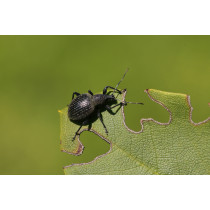 Nemasys L Black Vine Weevil Control