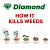 Diamond Horsetail Marestail fast acting weed killer herbicide 5L - How it works