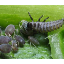 Aphid Control - Ladybird Larvae 