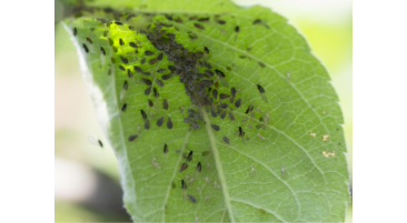 Aphid & Whitefly Warning 